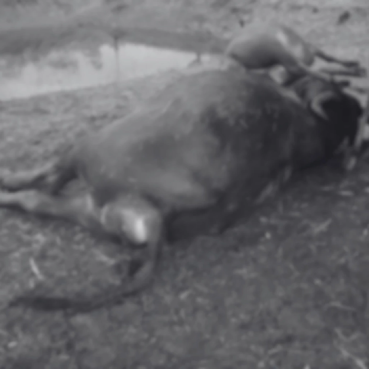 พายุฤดูร้อนถล่มเพชรบูรณ์ ลูกเห็บตกซัดบ้านเสียหาย 66 หลัง ฟ้าผ่าควายดับ 3 ตัว