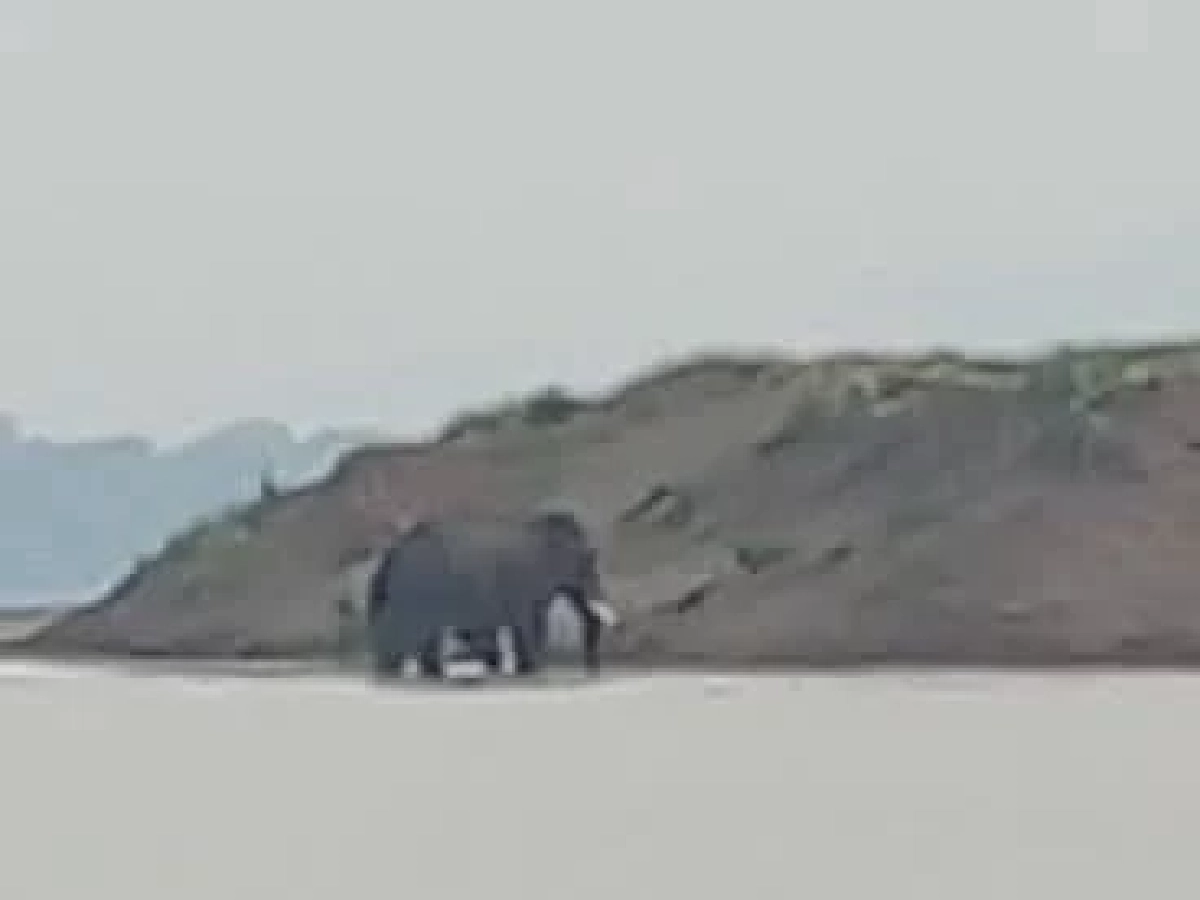 ช้างป่าภูวัวเดินข้ามแม่น้ำโขงไปลาว เจ้าหน้าที่เฝ้าระวังรอรับกลับ