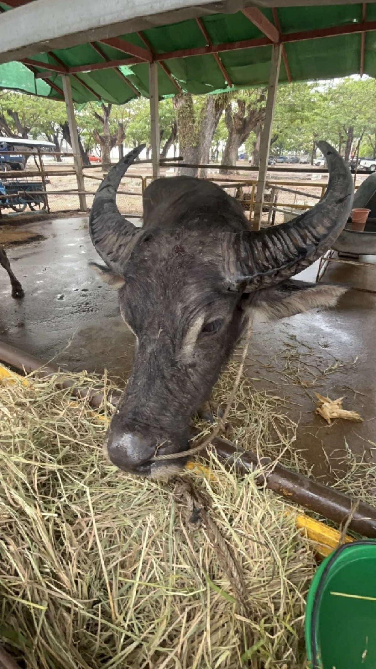 อาการล่าสุด บุญรอด ควายหนีจากงานศพ ได้บ้านใหม่ ไม่ต้องหนีแล้ว