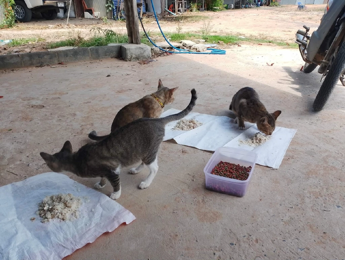 เตือนสายบุญ! ให้ข้าวหมาจรเสี่ยงคุก-ปรับแสน ฐานเป็นเจ้าของ