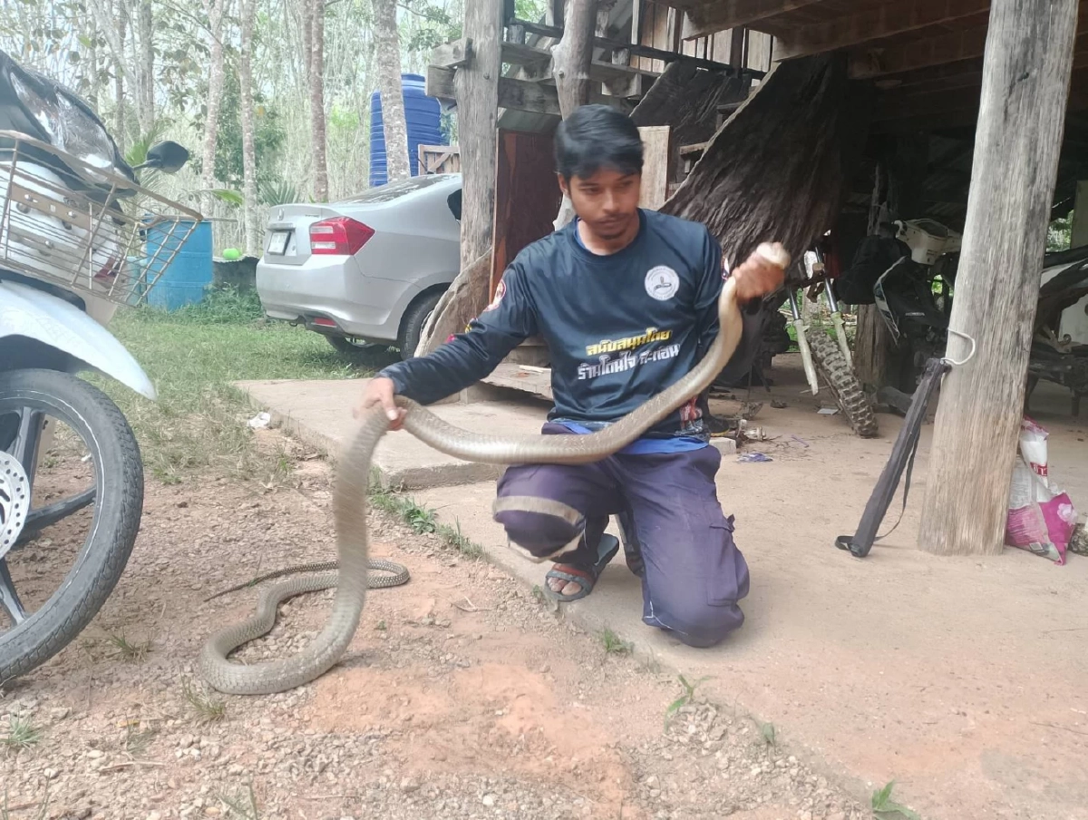 เลขทะเบียนรถ งูจงอาง 3 เมตร เลื้อยซุกกระโปรงหน้ารถเก๋ง