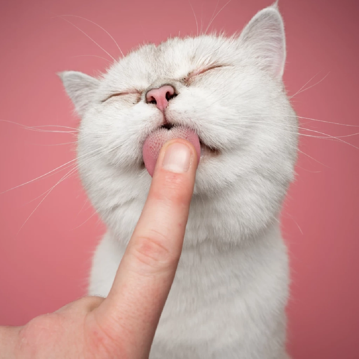 ไขคำตอบ! ทำไม แมวชอบเลีย เจ้าของ? บอกรักหรือแค่อยากกิน