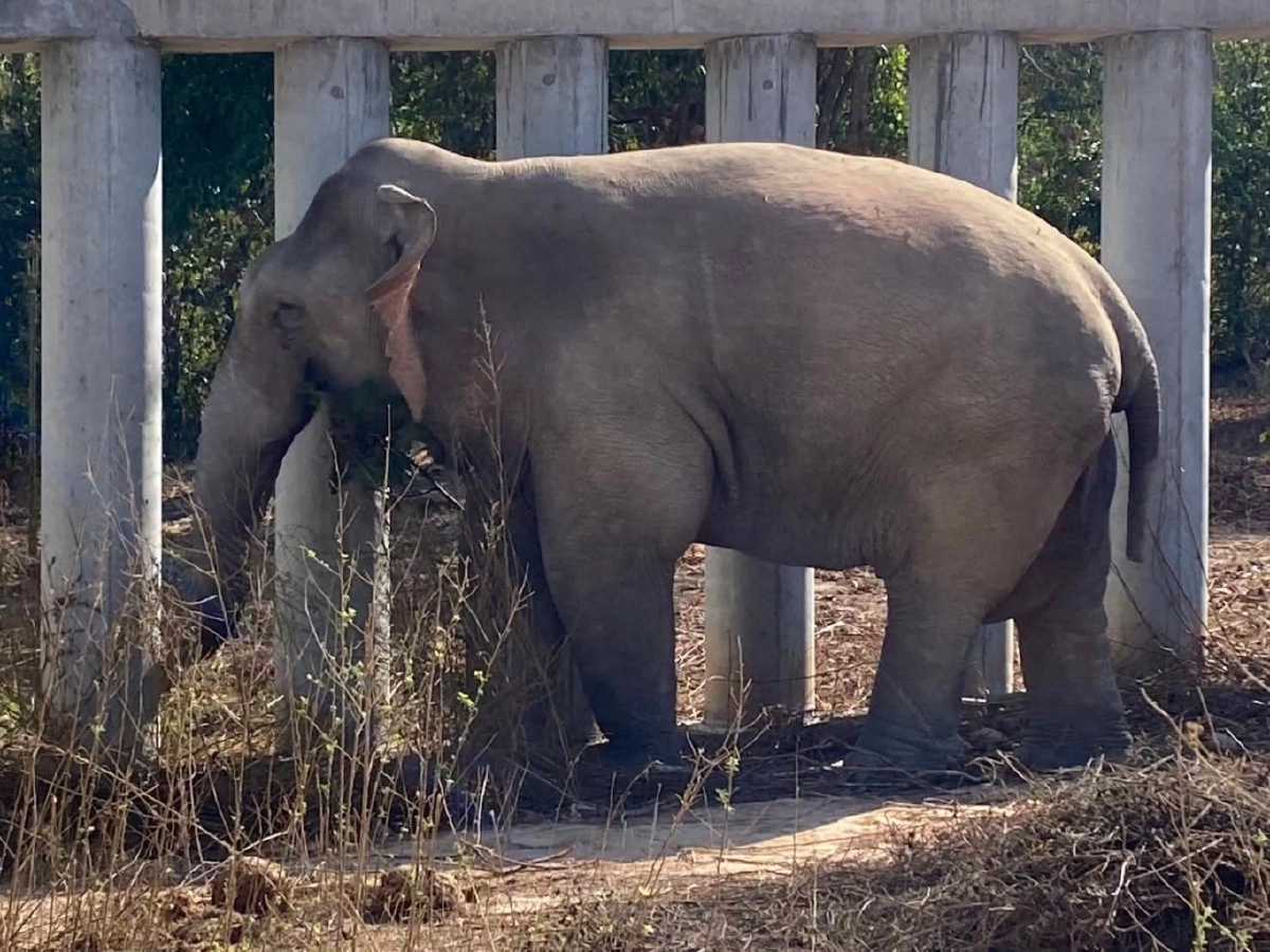 อัปเดตชีวิตสีดอแก้ว ย้ายเข้าช่องกล่ำบน ปรับพฤติกรรมคืนสู่ป่า