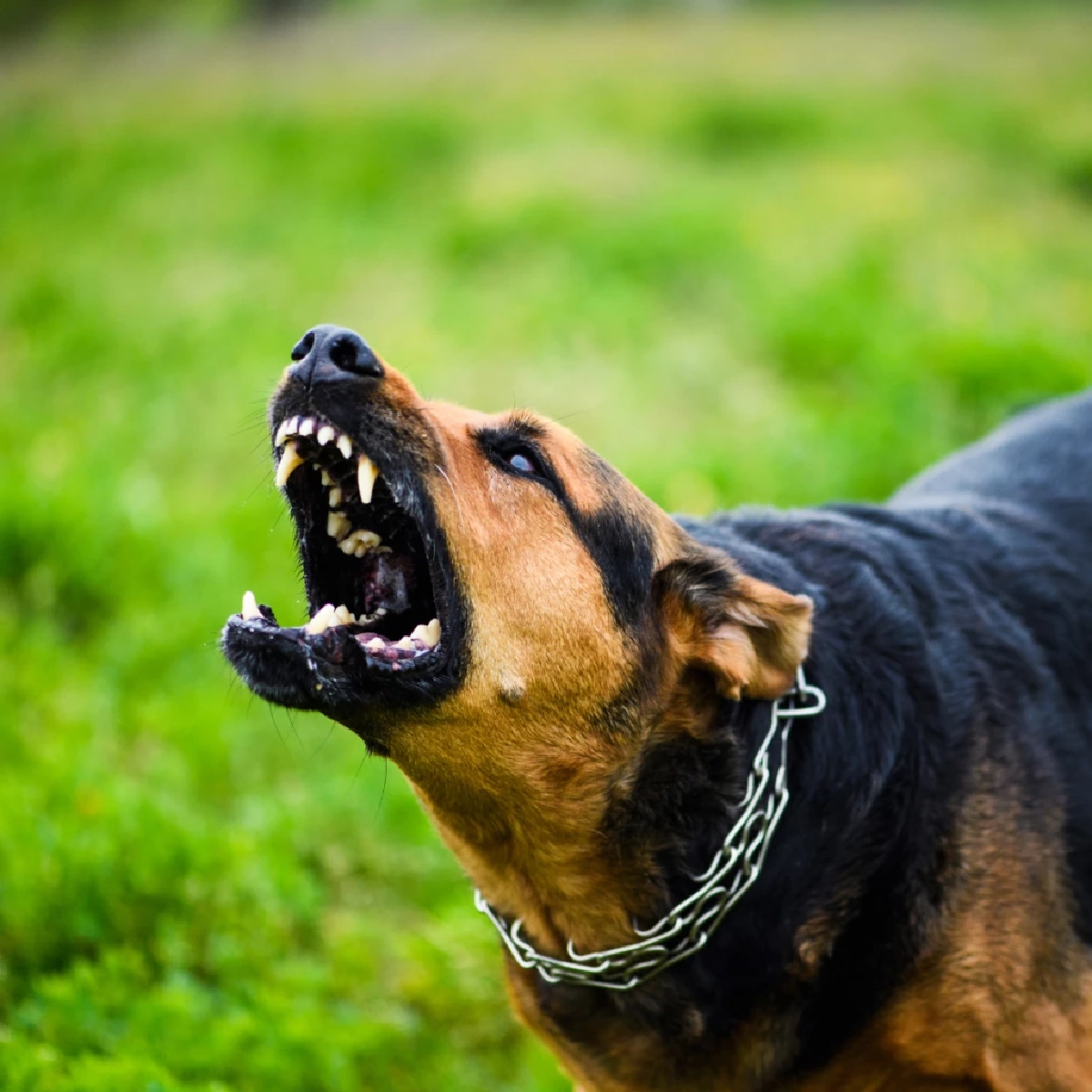 สรุป 6 ความเชื่อผิดเรื่องโรคพิษสุนัขบ้า ที่ควรรู้ก่อนสาย