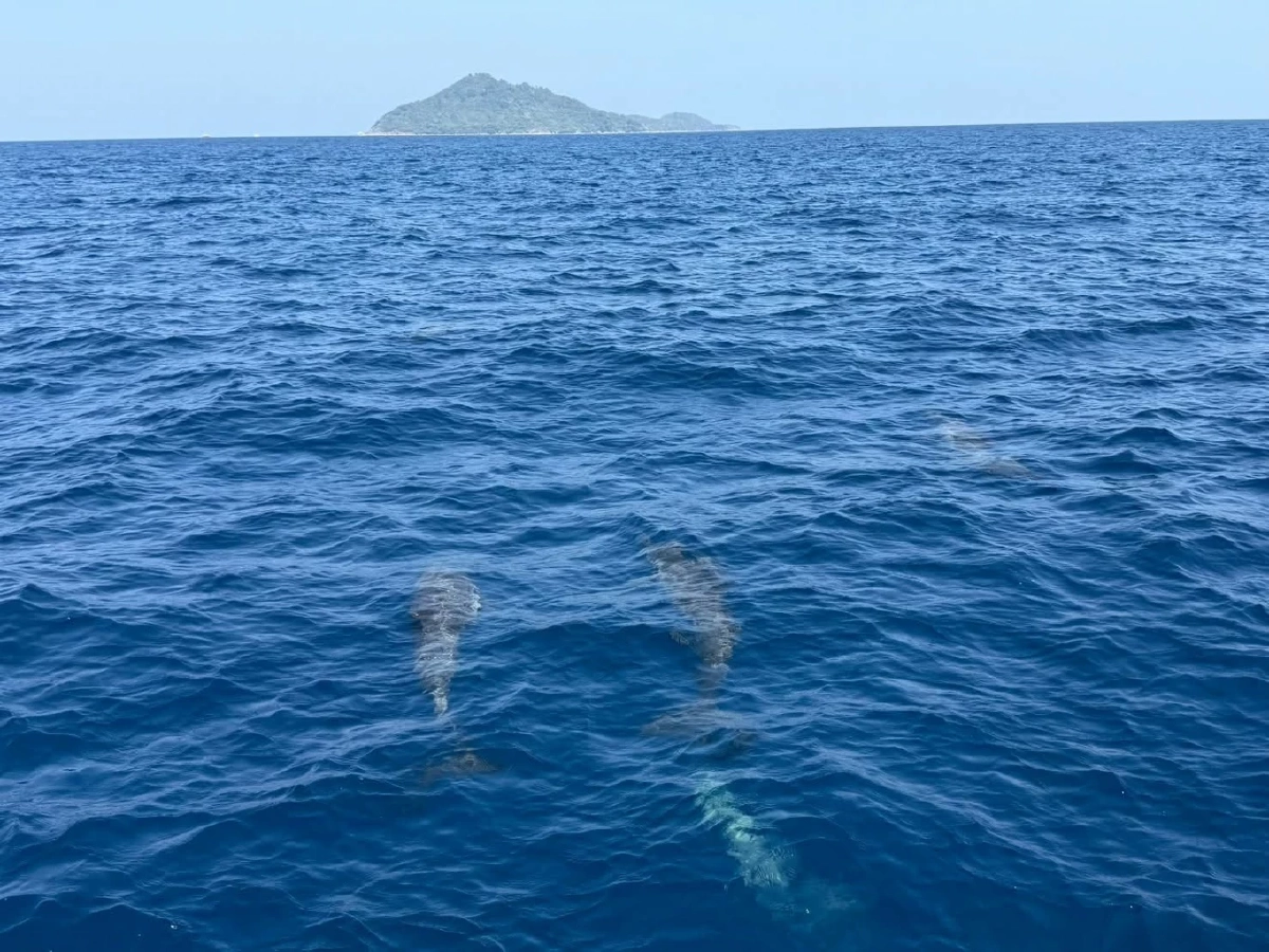 สิมิลันพบฝูงโลมาปากขวดกว่า 100 ตัว บ่งชี้ทะเลไทยสมบูรณ์