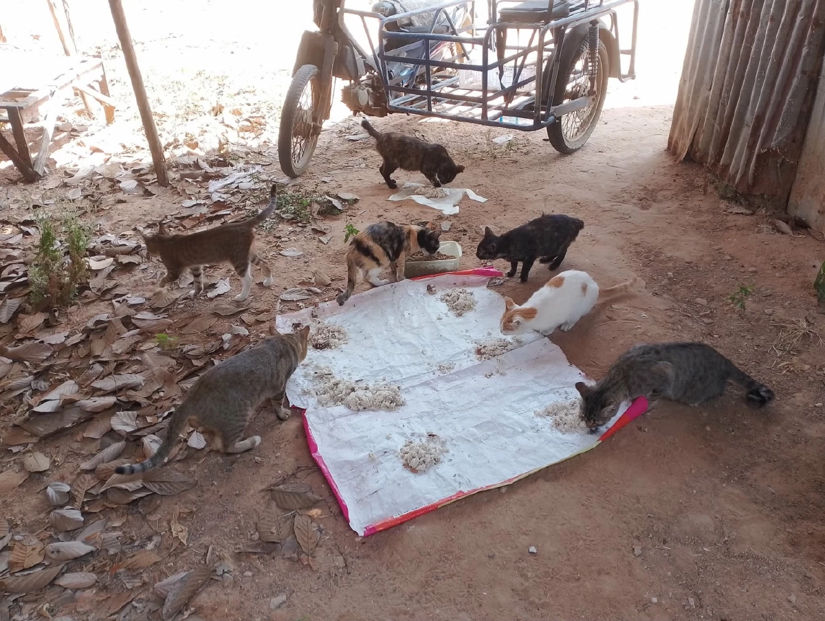 เตือนสายบุญ! ให้ข้าวหมาจรเสี่ยงคุก-ปรับแสน ฐานเป็นเจ้าของ