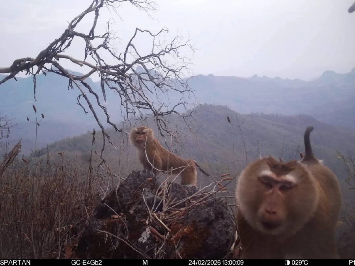 เปิดภาพ ลิงกังเหนือ เจ้าถิ่นสันปันแดน กับทรงผมเหมือนใส่หมวกแก๊ป