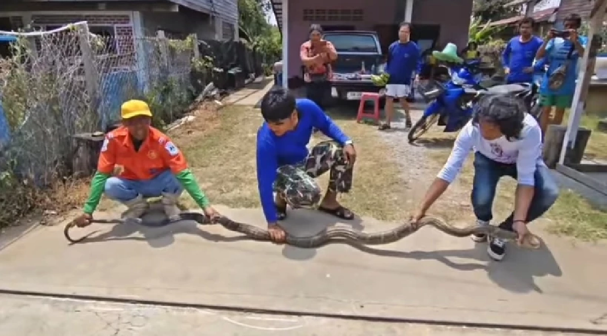 บ้านเลขที่ งูจงอางใหญ่ เลื้อยซุกบ้าน ชูคอแผ่แม่เบี้ย ขู่ฟ่อ