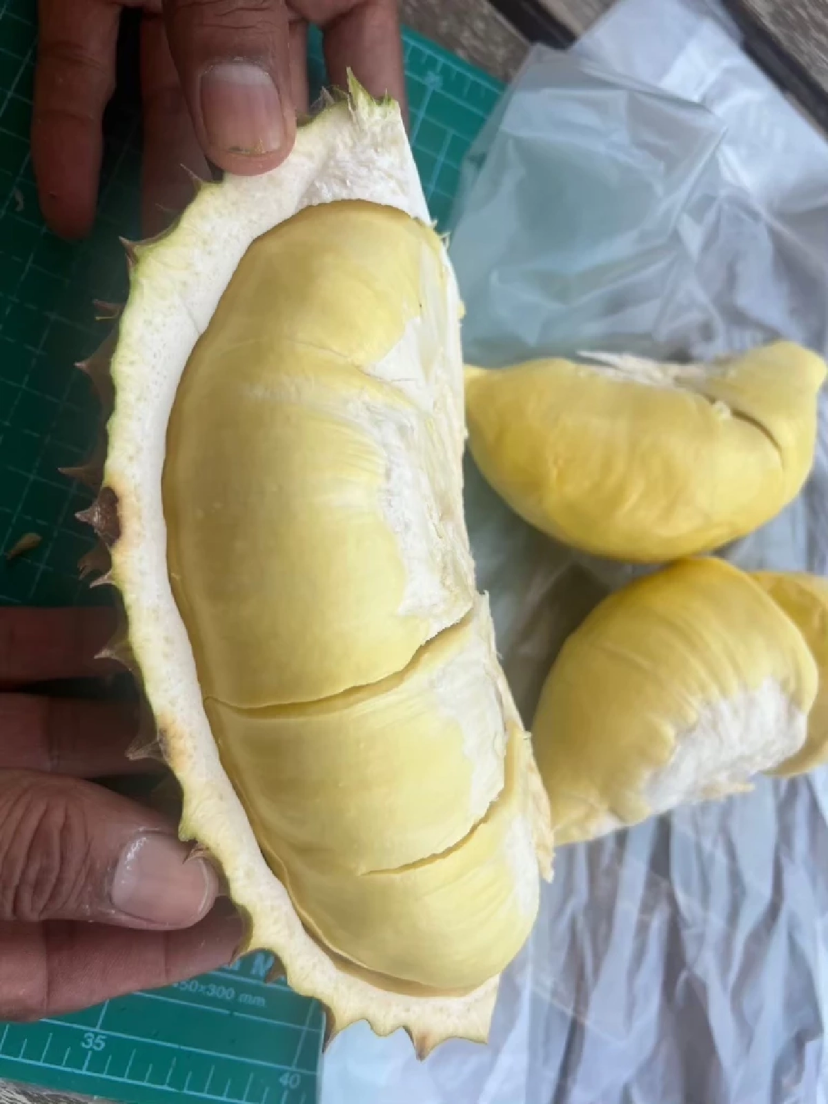 กรมทรัพย์สินทางปัญญา ปลื้ม! ทุเรียน GI ไทยกระแสแรง สร้างมูลค่าการตลาดทะลุ 6.8 หมื่นล้าน