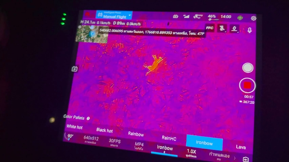 นาทีระทึก! เจอตัวเสือแม่วงก์ซุ่มไร่อ้อย สั่งล้อม 24 ชม.