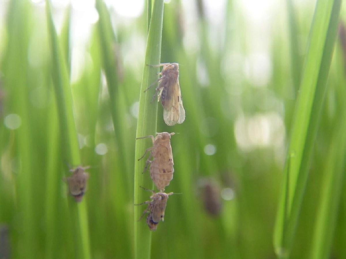 เพลี้ยกระโดดสีน้ำตาล ศัตรูร้ายนาข้าว ปราบยังไงให้อยู่หมัด