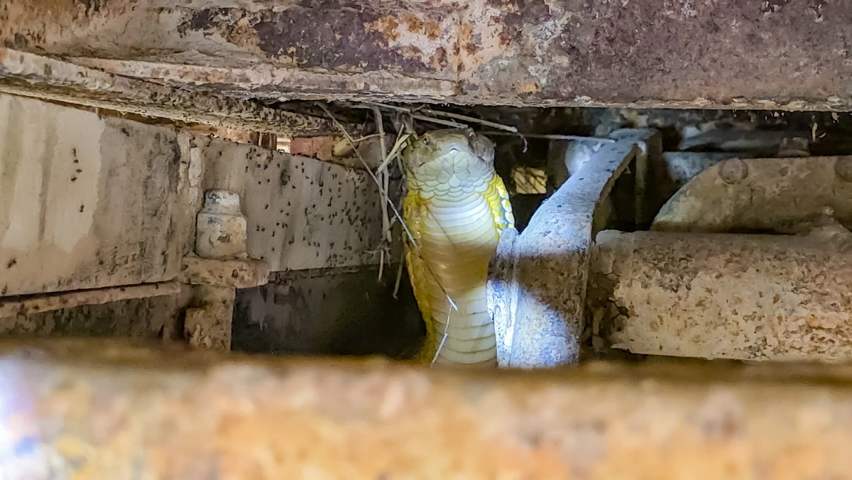 กู้ภัยสัตหีบสยบงูจงอางยาว 4 เมตร ซุกรถบรรทุก 6 ล้อ