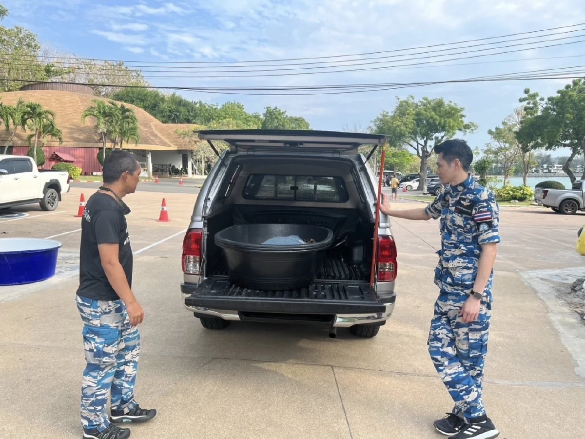 ระดมช่วย Manasa เต่ากระขวัญใจพัทยาถูกเบ็ดเกี่ยวคอปลอดภัยแล้ว