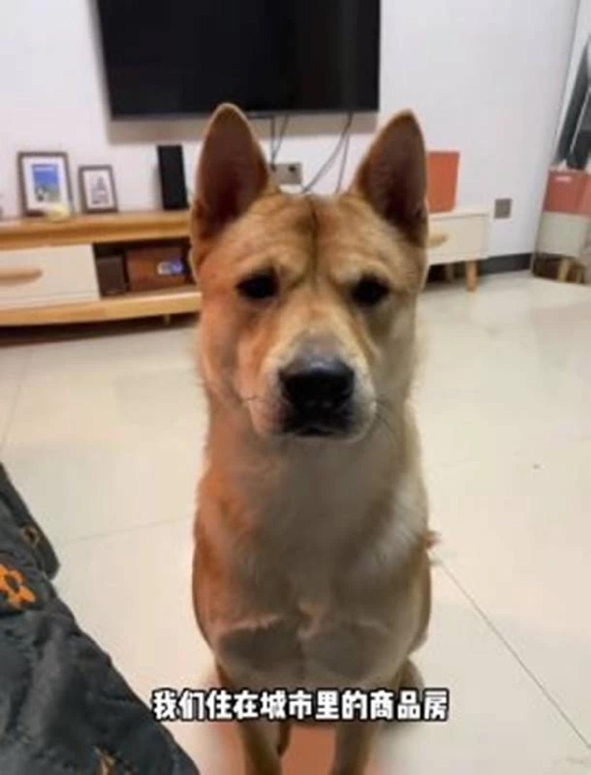 อัปเดตชีวิต 7 สุนัข เจ้าของเผยความจริงที่ไม่มีใครคาดคิด