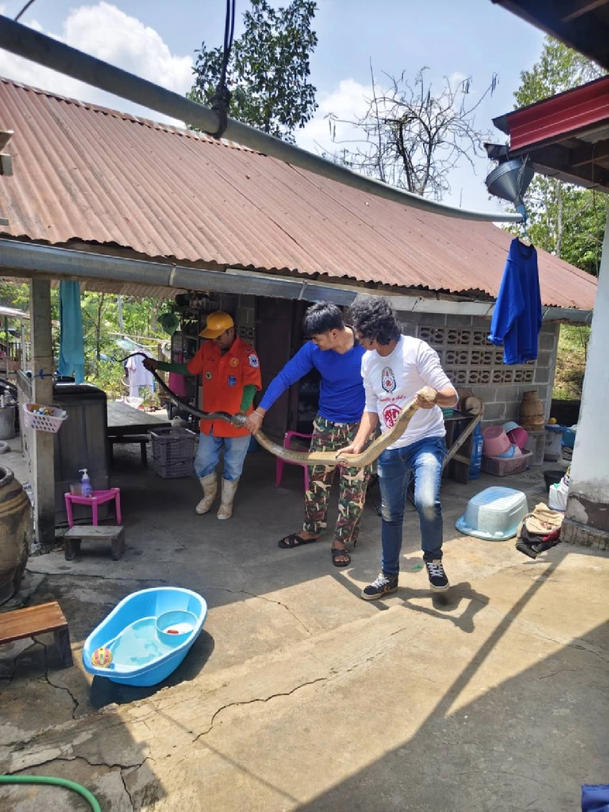 ระทึกวังน้ำเขียว! กู้ภัยสยบจงอางยักษ์ 4 เมตร บุกซุกครัวหนีร้อน