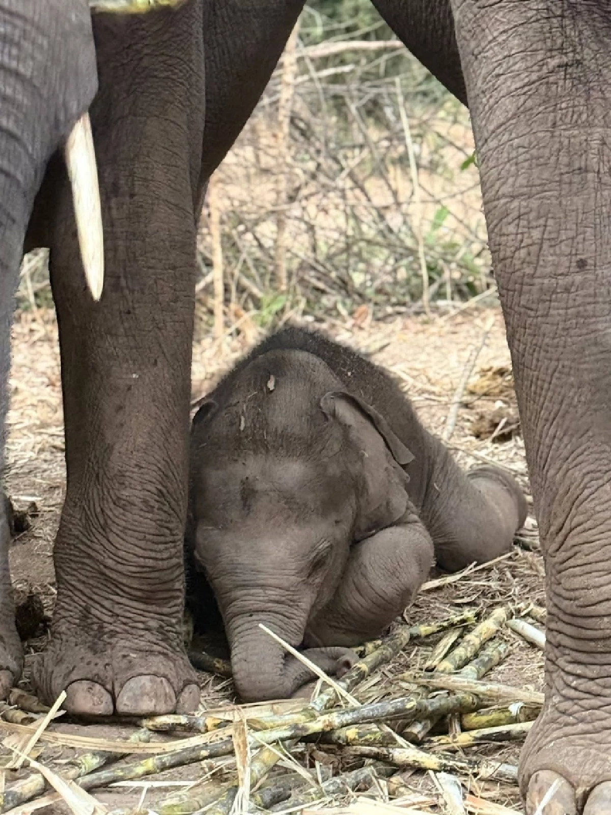 ส่องความน่ารัก น้องกุมภา ลูกช้างป่าซับลังกา โชว์ลีลาเด็ดกลางสปาโคลน