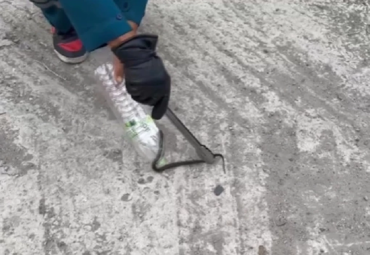 ระทึก! สาวขี่รถไปทำงาน ลูกงูเห่าเลื้อยโผล่ขึ้นมือขณะขับขี่