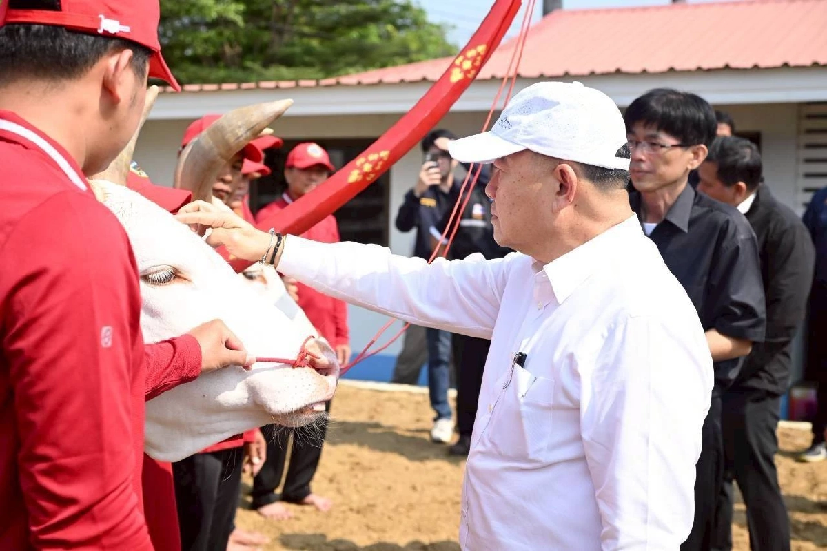 ยลโฉม พระโคพอ-เพียง พระโคแรกนาขวัญปี 69 สง่างามคู่ไทย