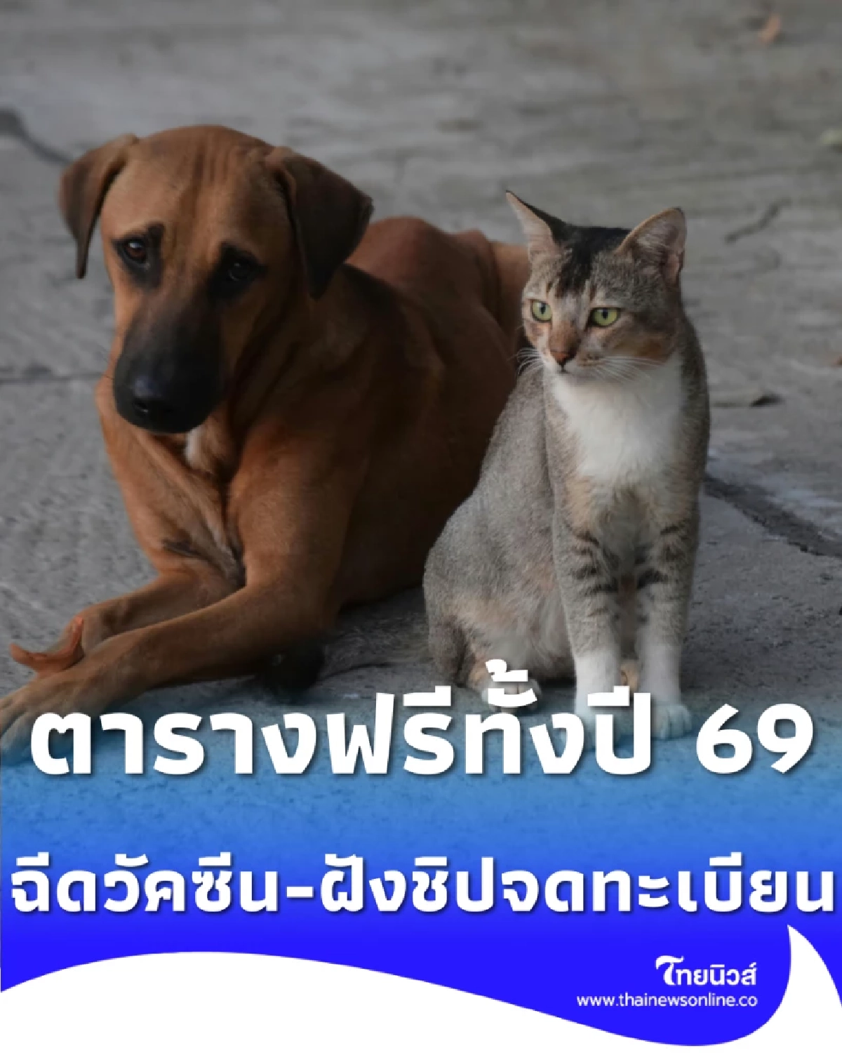 ฟรีทั้งปี กทม. ชวนฉีดวัคซีน-ฝังชิปจดทะเบียนสุนัขและแมว