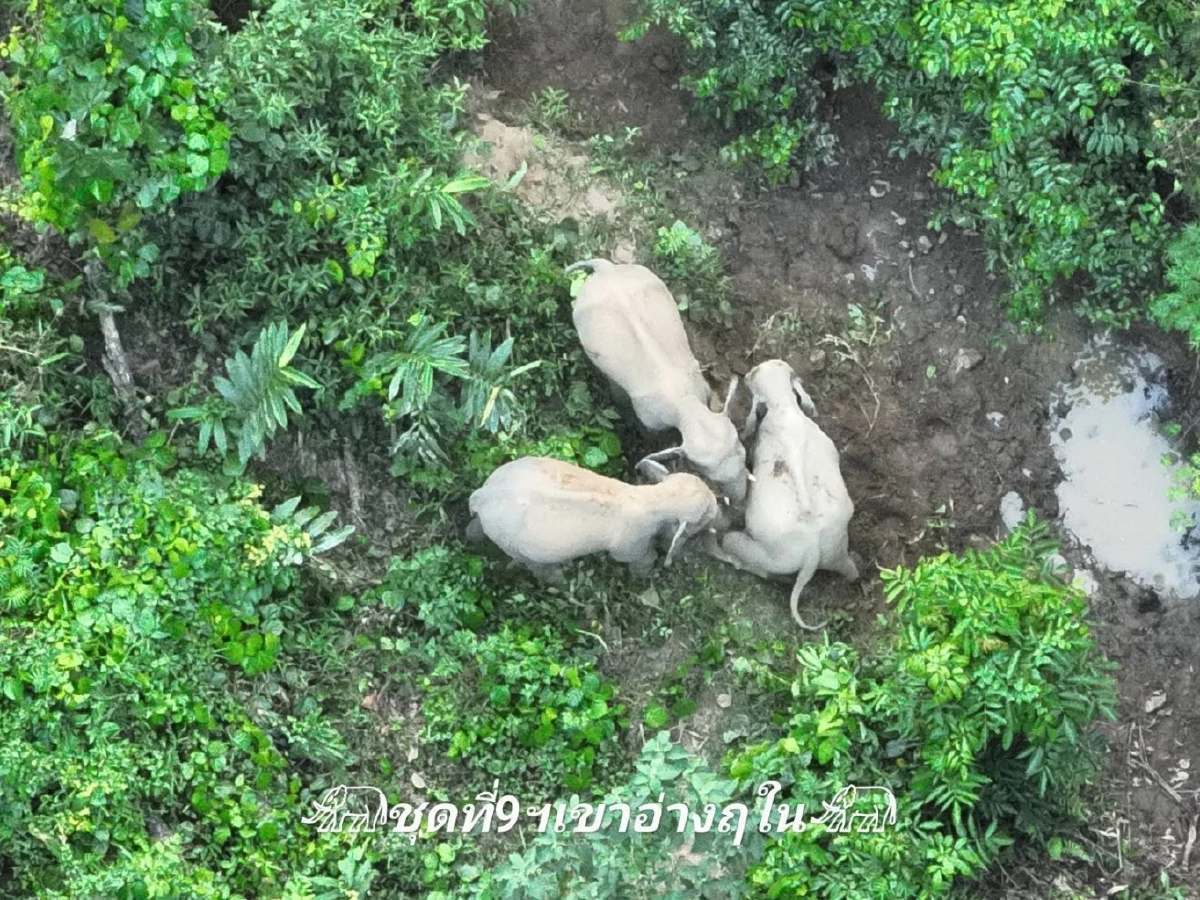 ส่องนาทีระทึก! โดรนจับภาพโขลงช้าง 20 ตัวบุกประชิดหมู่บ้าน