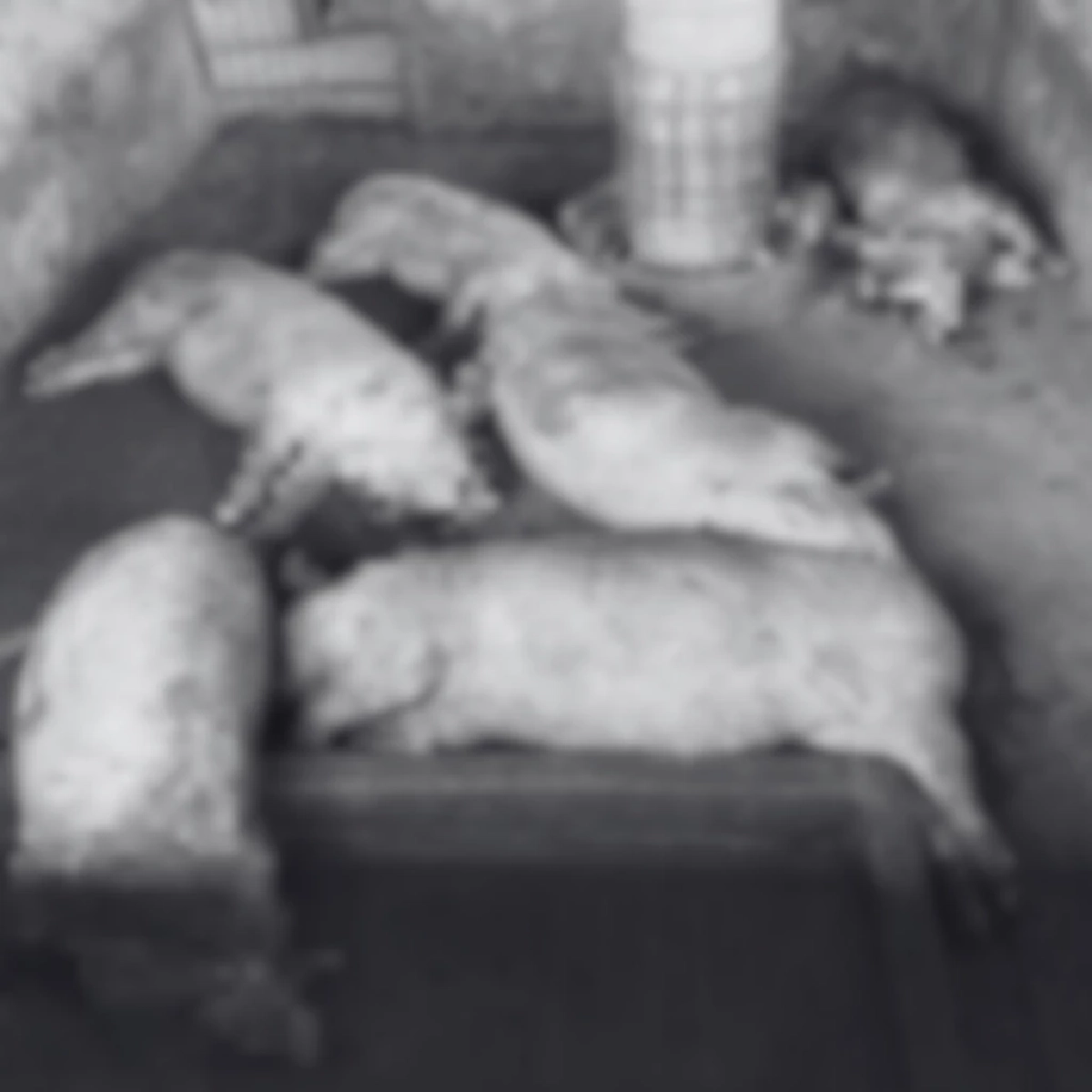 เสือโคร่งปิ่น บุกฟาร์มหมูแม่วงก์ กรมอุทยานฯ เร่งติดตาม