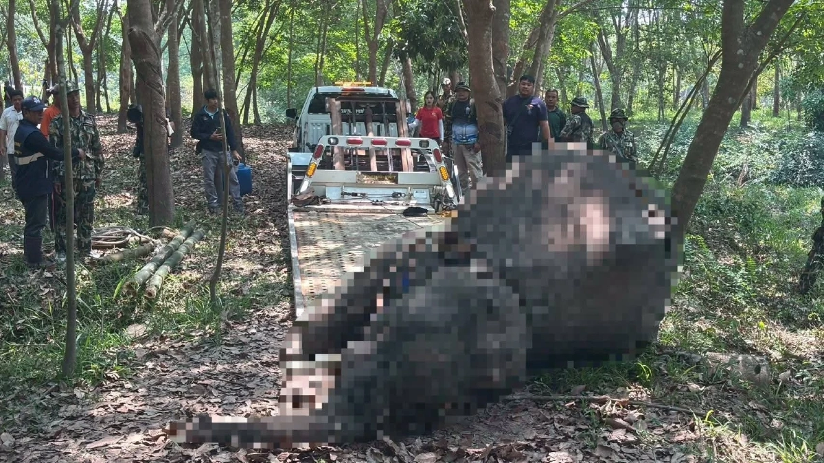 ขสป.ภูวัว เผยผลชันสูตรช้างป่าหนุ่ม พบความผิดปกติจากระบบภายใน