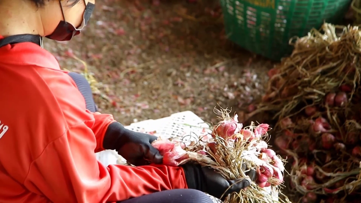 วิกฤตหอมลำพูนราคาดิ่งต่ำสุดในรอบ 10 ปี ชาวสวนแบกหนี้อ่วม