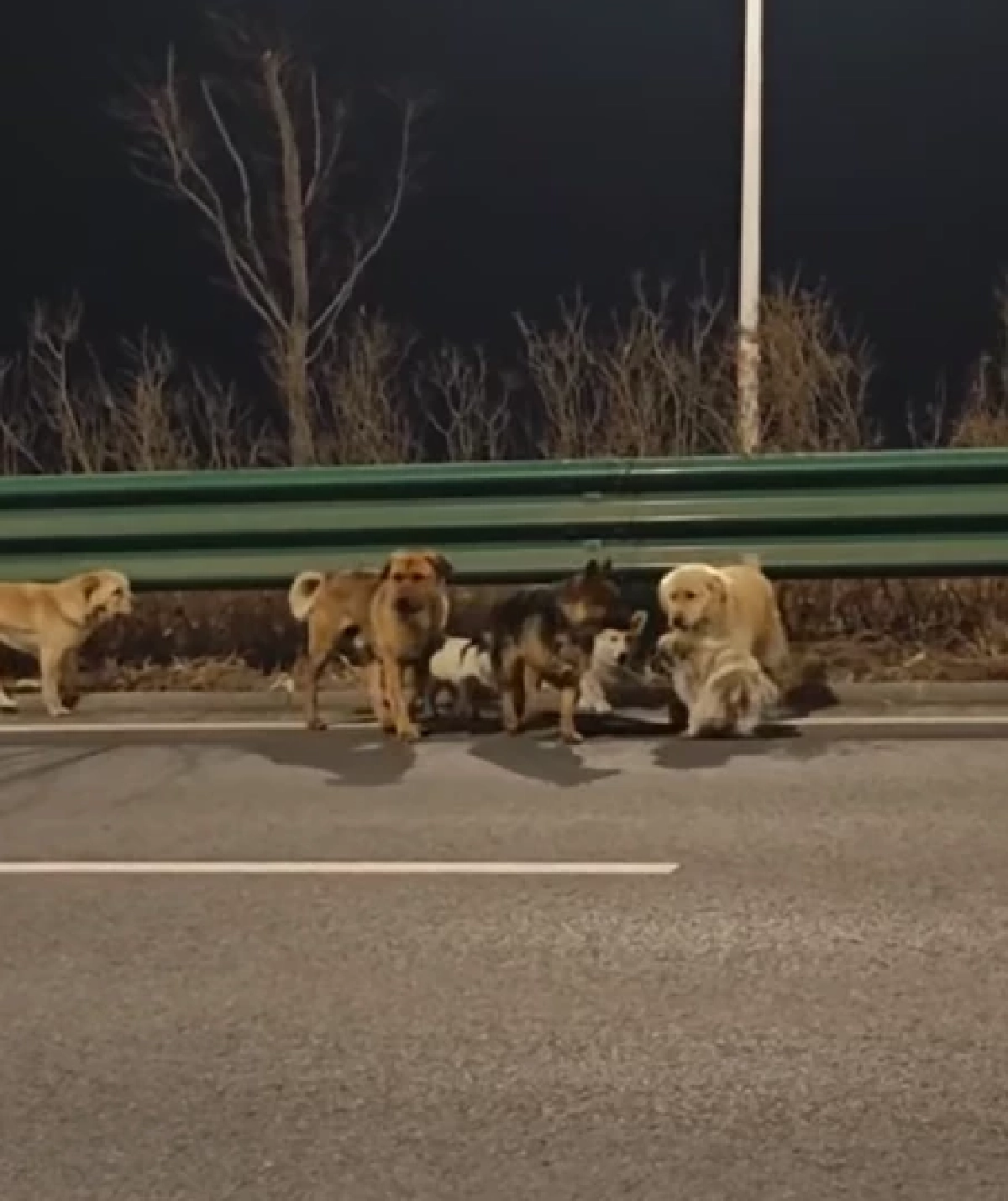 ไม่ทิ้งกัน สุนัข 7 ตัว ช่วยพาเพื่อนเจ็บหนีแก๊งลักหมา เดินไกล 17 กม.