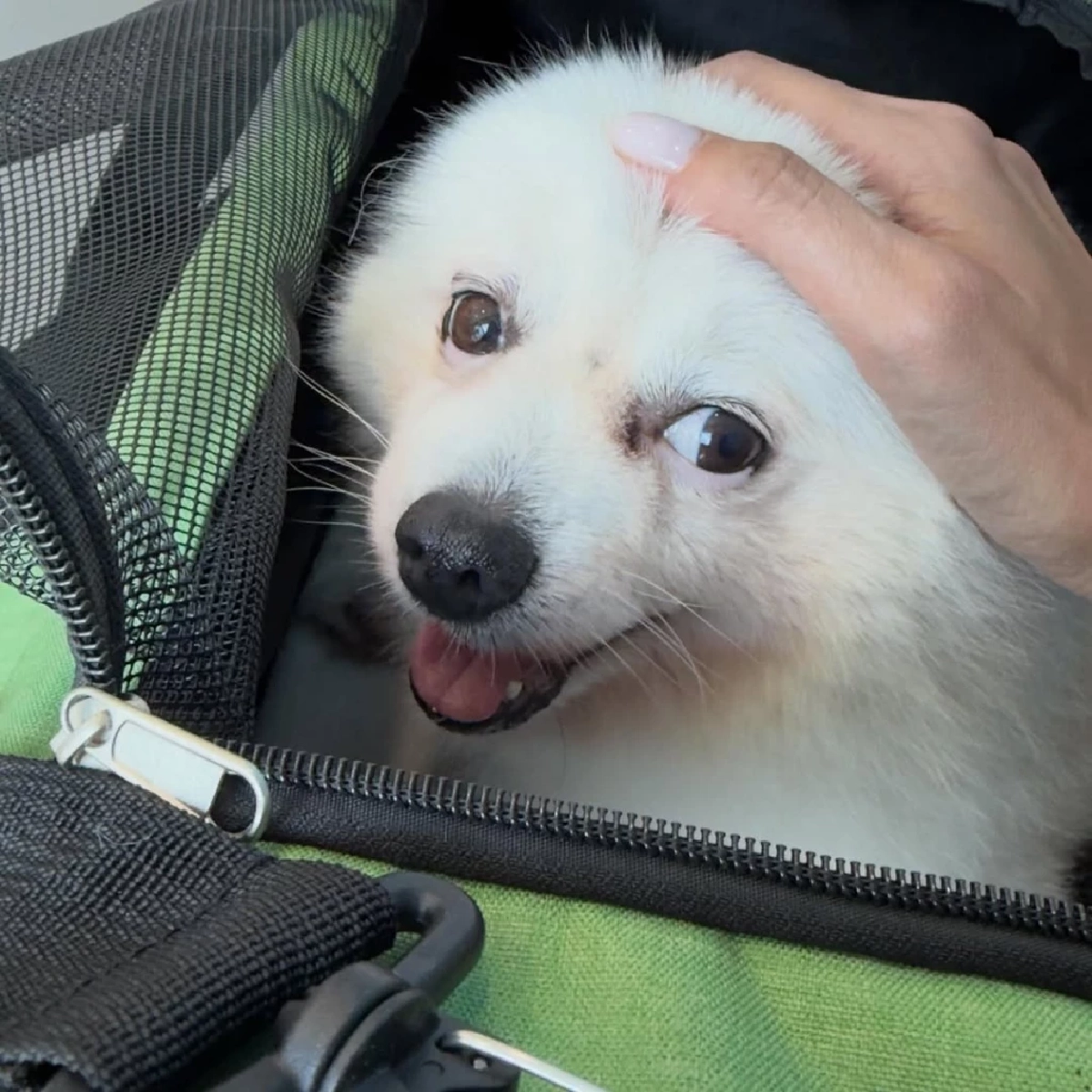 น้ำตาซึม “หญิง รฐา” แจ้งข่าวเศร้า “น้องร่ำรวย” จากไปอย่างสงบ