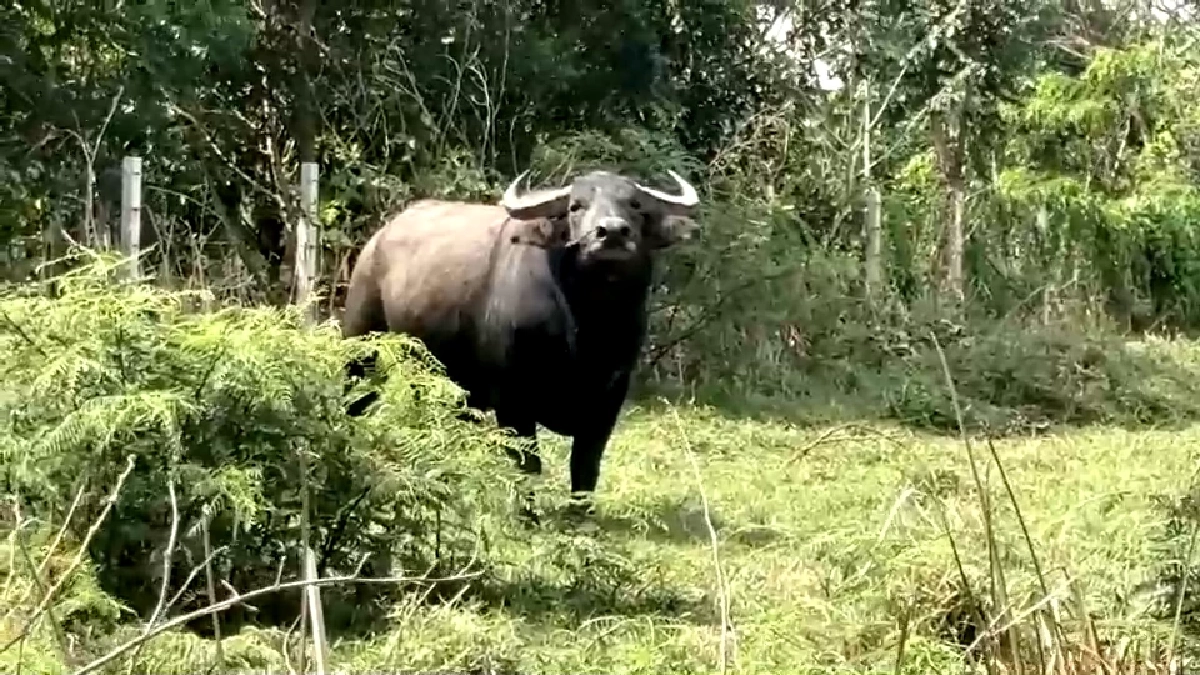 สู้ค่าน้ำมันพุ่ง! ชาวบ้านเปิดเช่าควายไถนา ลดต้นทุนฟื้นวิถีไทย