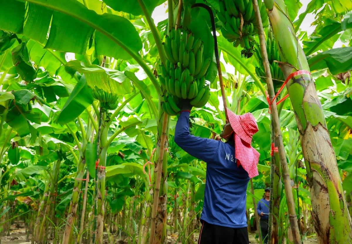 ขายดีปีละ 200 ล้านลูก เจาะเบื้องหลัง "กล้วยหอมเซเว่นฯ"พลิกชีวิตเกษตรกร