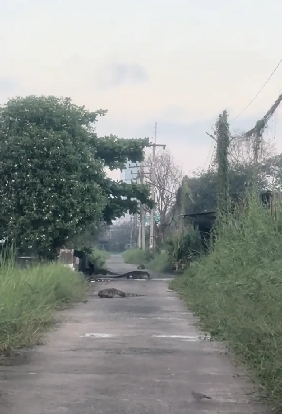 สาวขนลุก เจอตัวเงินตัวทองไซส์ใหญ่ยั้วเยี้ยเต็มซอย นึกว่ายุคจูราสสิค