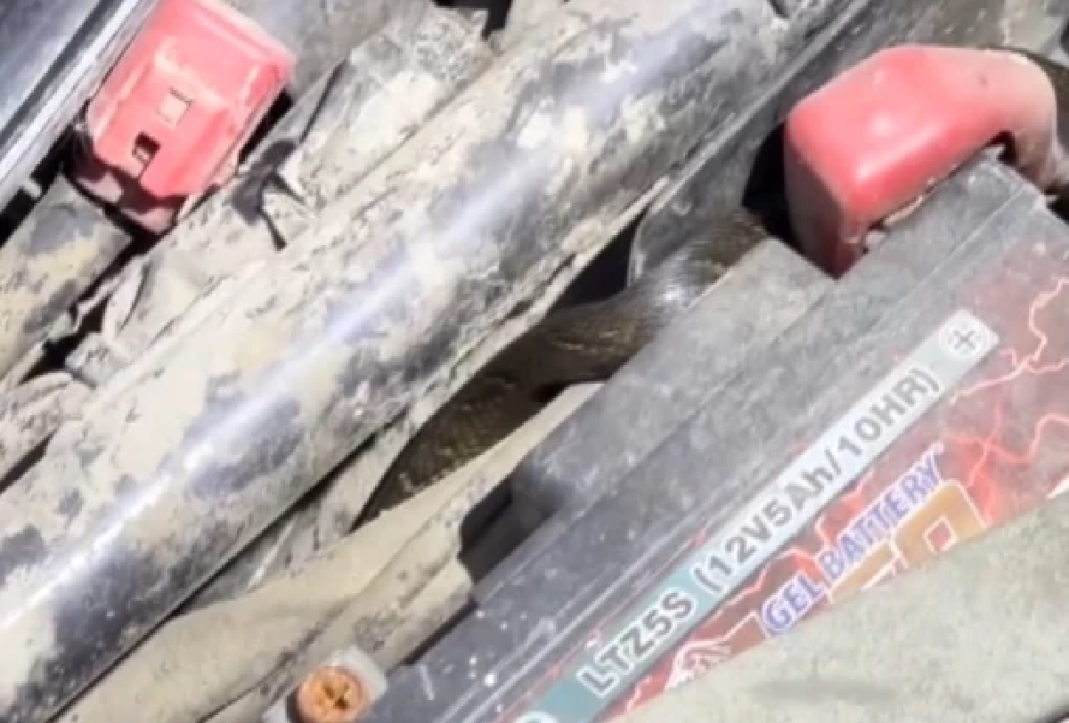 ระทึก! สาวขี่รถไปทำงาน ลูกงูเห่าเลื้อยโผล่ขึ้นมือขณะขับขี่