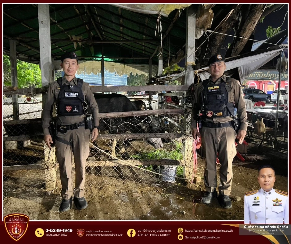 อาการล่าสุด บุญรอด ควายหนีจากงานศพ ได้บ้านใหม่ ไม่ต้องหนีแล้ว