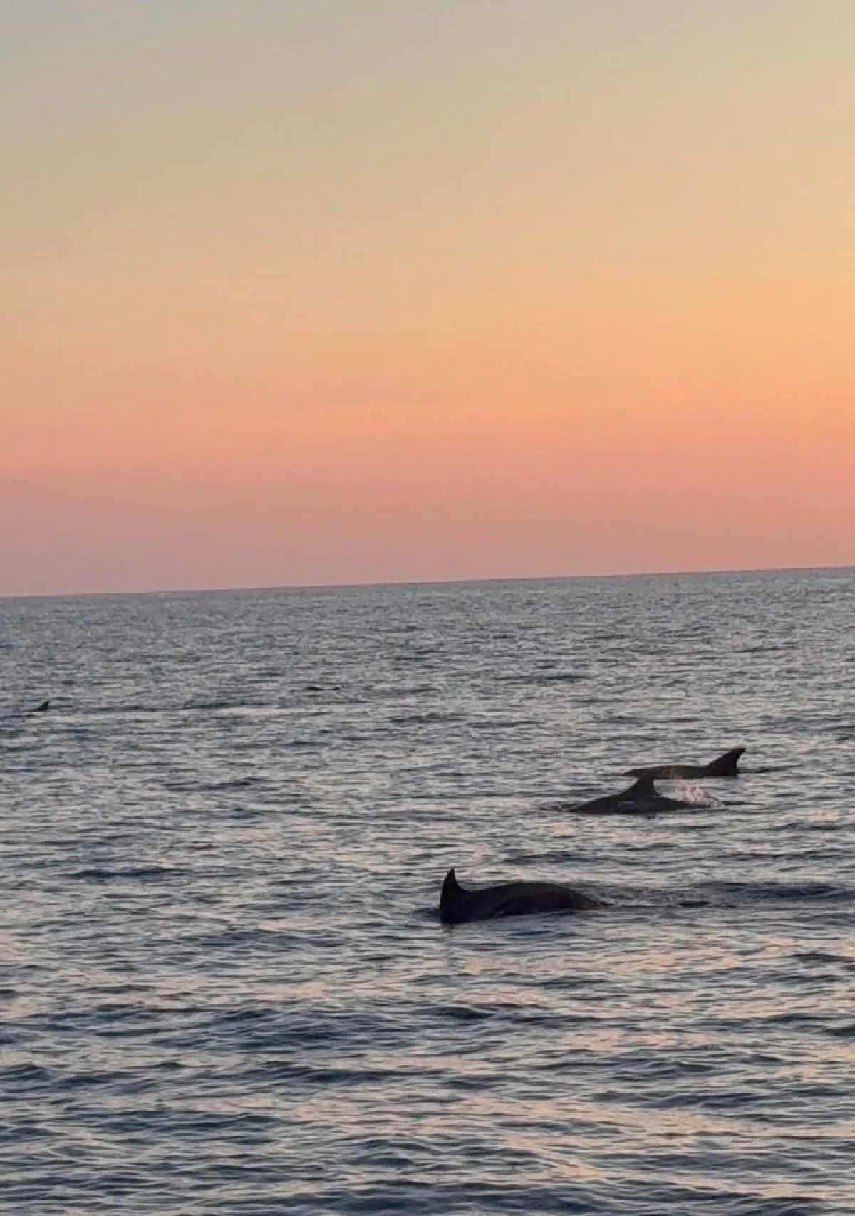 พบฝูงโลมาปากขวดกว่า 50 ตัว อวดโฉมที่กองหินแฟนตาซี สิมิลัน