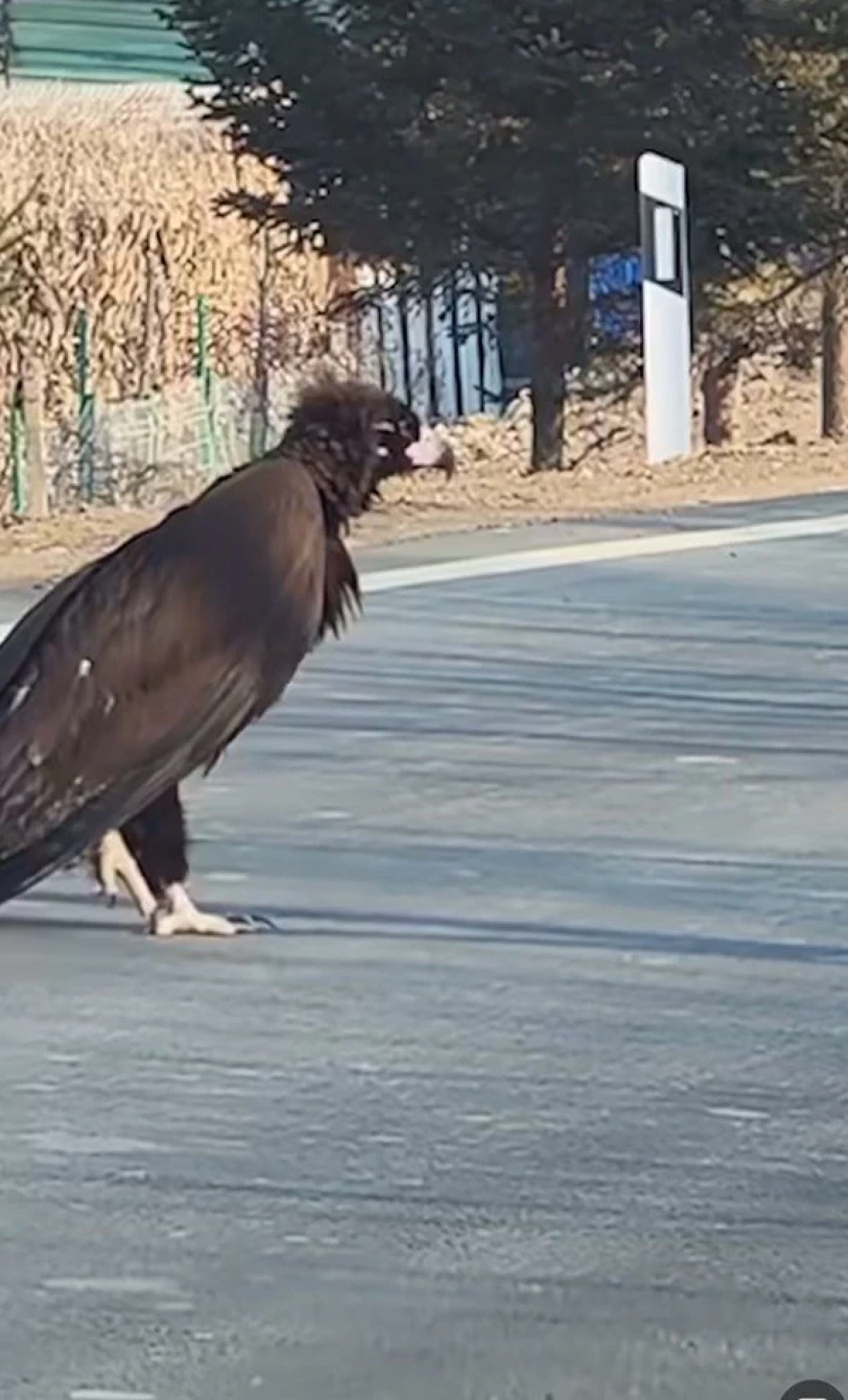 นกยักษ์สูงเกือบเมตร เดินข้ามถนน แถมไม่ใช่ AI รู้เฉลยยิ่งขนลุกซู่