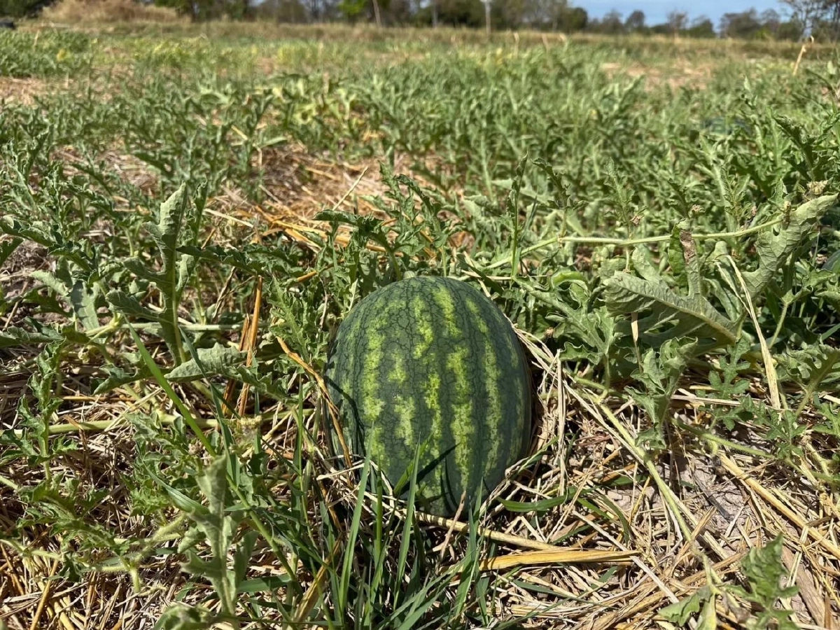 ขึ้นทะเบียน GI  แตงโมหวานยโสธร สร้างมูลค่าเพิ่ม ยกระดับเศรษฐกิจชุมชน