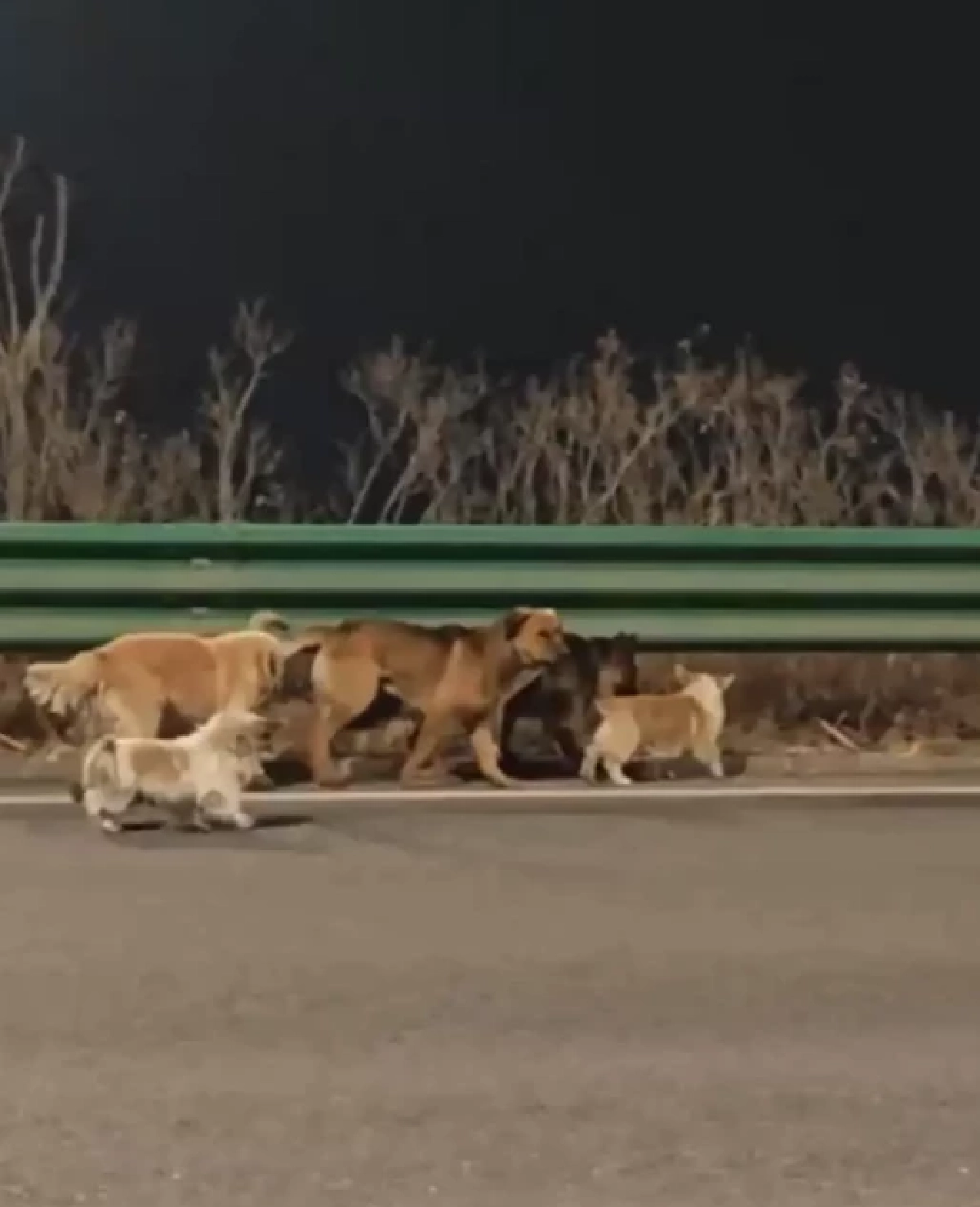 รู้แล้วตกใจ ไวรัลหมา 7 ตัว ที่แท้หักมุมเข้าใจผิดทั้งโซเชียล