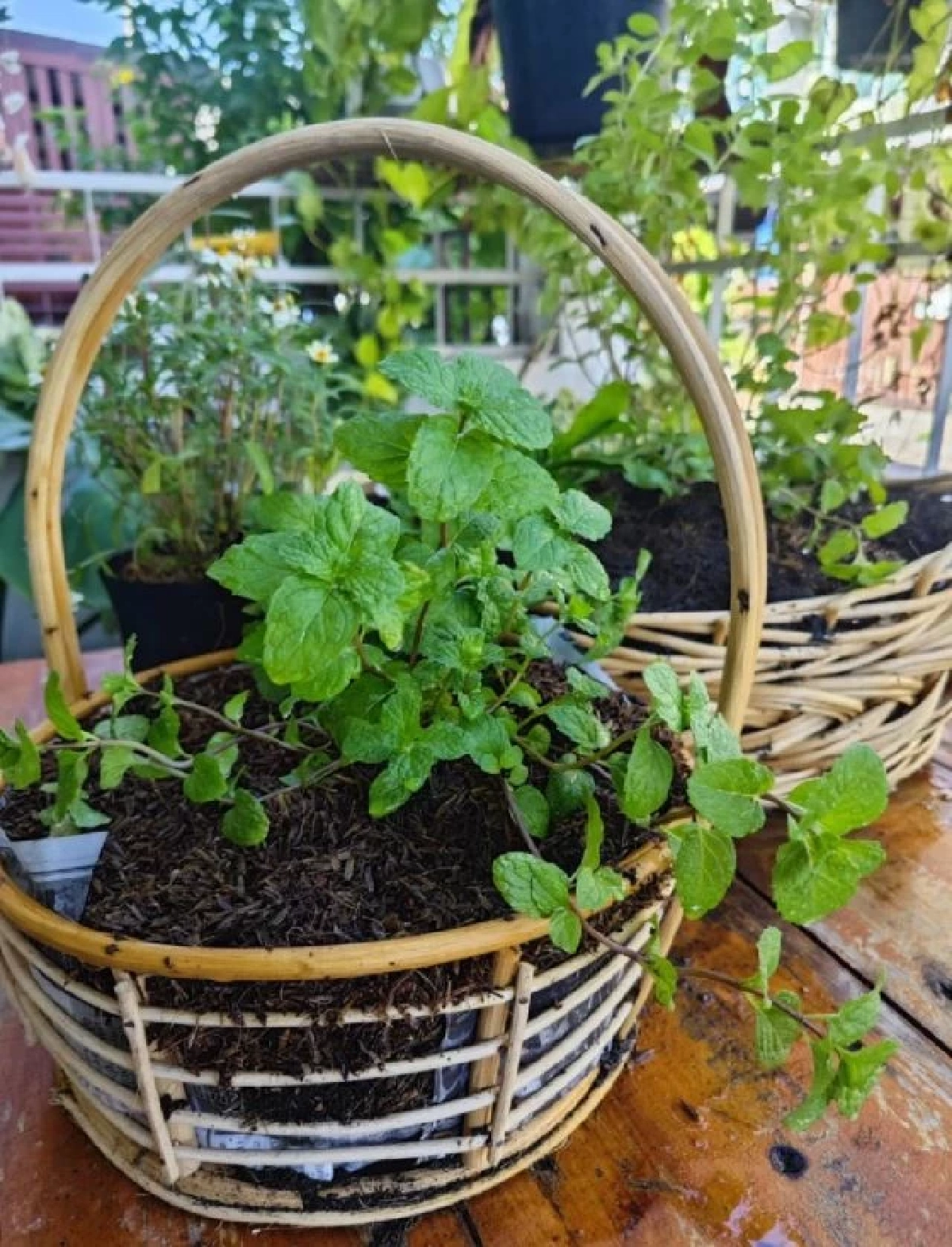 มือใหม่หัดปลูกต้องรู้ เคล็ดลับเลือกดินให้ถูก ดอกผลงามชัวร์