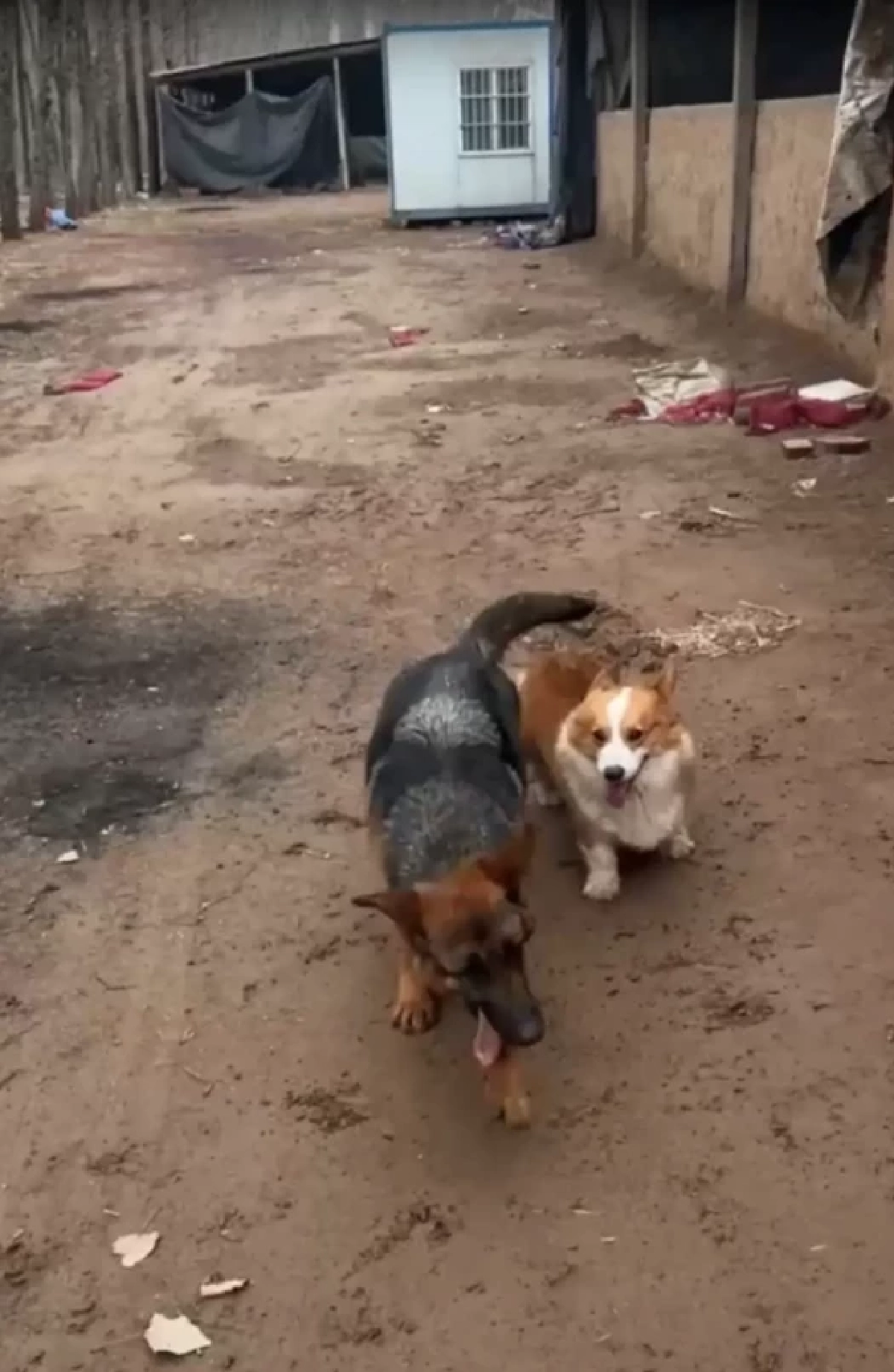 รู้แล้วตกใจ ไวรัลหมา 7 ตัว ที่แท้หักมุมเข้าใจผิดทั้งโซเชียล