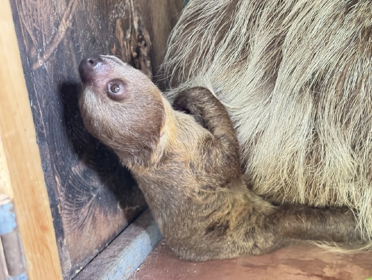 สวนสัตว์เปิดเขาเขียว เปิดตัว "ลูกสลอธ" สมาชิกใหม่สุดน่ารัก