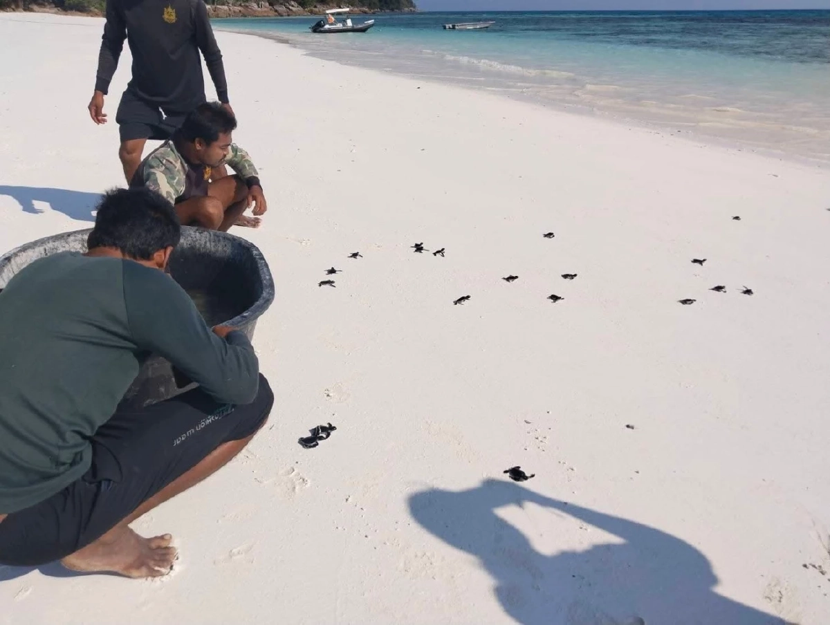 ลูกเต่าตนุสิมิลันรังที่ 3 ฟักตัว 65 ตัว คืนสู่ทะเลไทยสำเร็จ