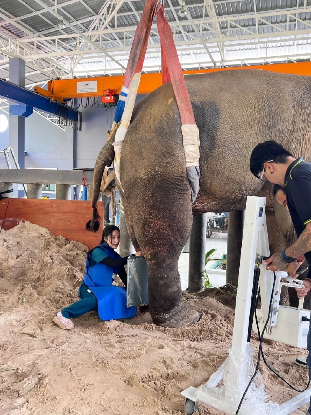 อัปเดตอาการ "พลายเดียว" ช้างขาหัก 35 วัน พบกระดูกใหม่เริ่มงอก