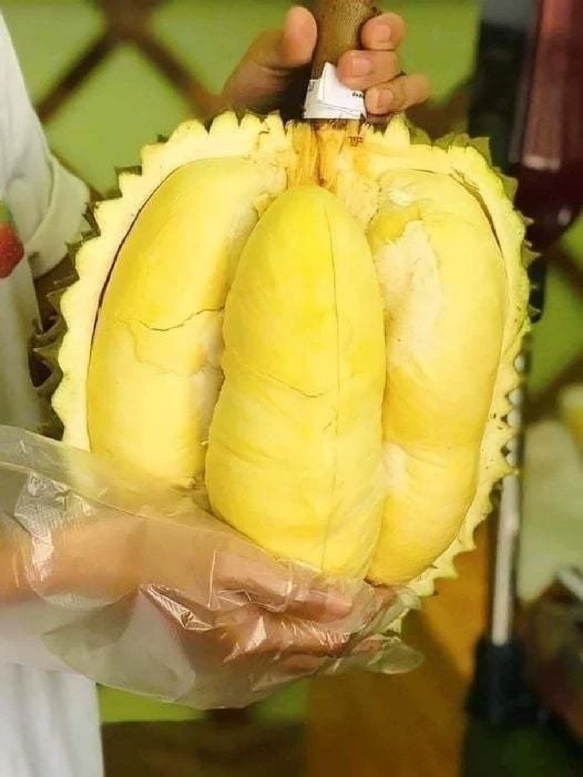 กรมทรัพย์สินทางปัญญา ปลื้ม! ทุเรียน GI ไทยกระแสแรง สร้างมูลค่าการตลาดทะลุ 6.8 หมื่นล้าน