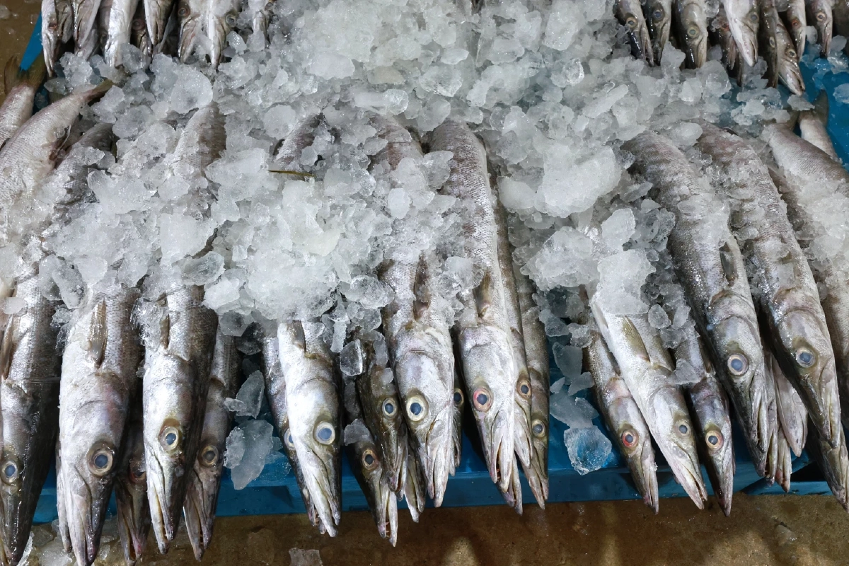 แพปลาโอดน้ำมันพุ่ง-ต้นทุนพุ่ง 30% วอนรัฐคุมราคาอุปกรณ์ด่วน