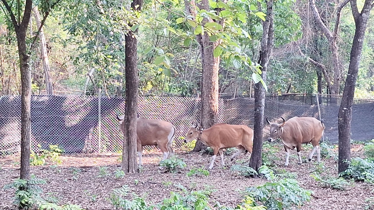 คืนชีพป่าสลักพระ! กาญจนบุรีปล่อยวัวแดงเพิ่ม 3 ตัว สู่ธรรมชาติ