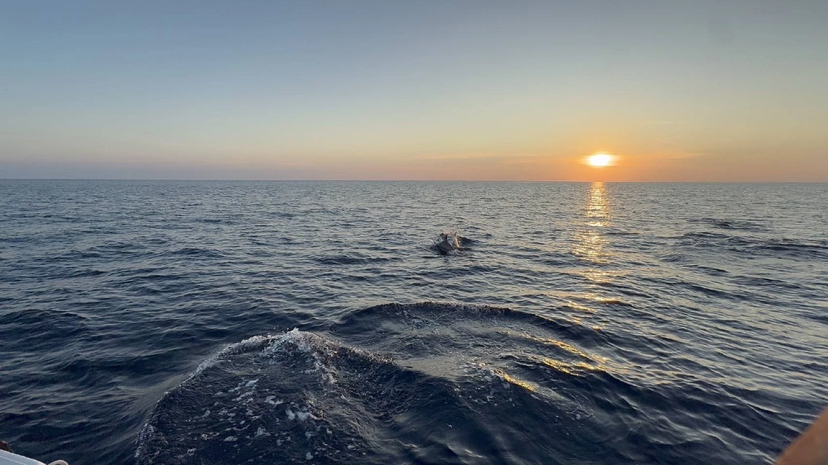 พบฝูงโลมาปากขวดกว่า 50 ตัว อวดโฉมที่กองหินแฟนตาซี สิมิลัน