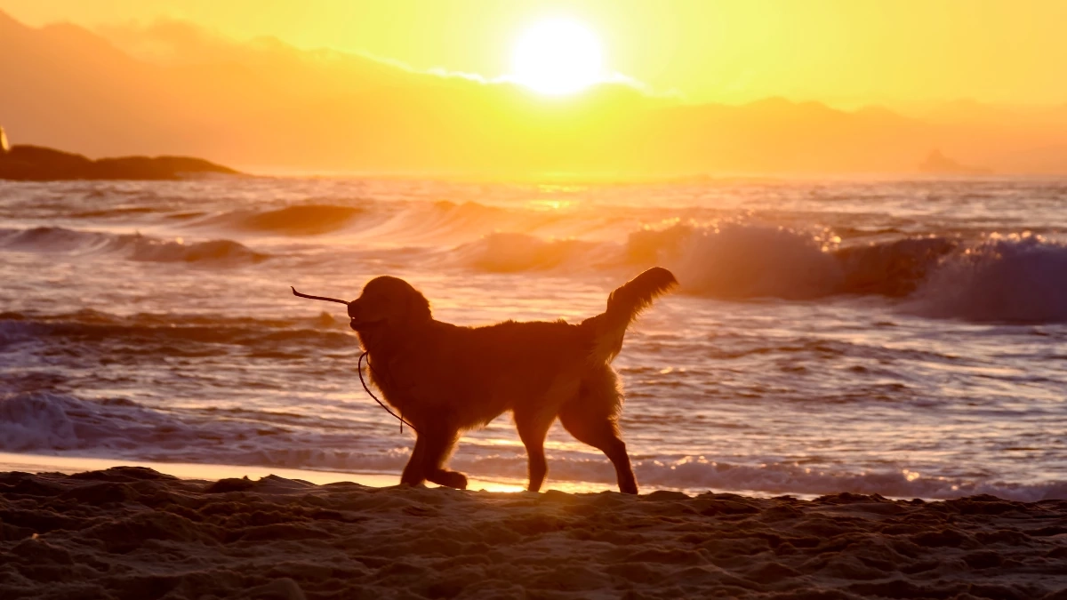 ร้อนจัดระวังฮีทสโตรกสัตว์เลี้ยง! แนะ 5 วิธีดูแลหมาแมวให้ปลอดภัย