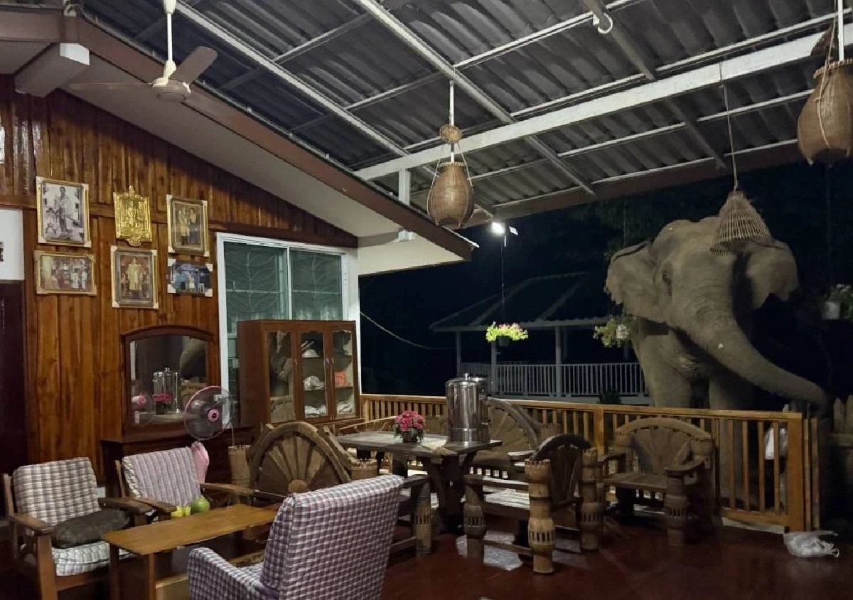 ระทึกกลางดึก! ช้างป่าย่องเบาพังประตูบุกครัว รื้อกินข้าวสารหมดโอ่ง