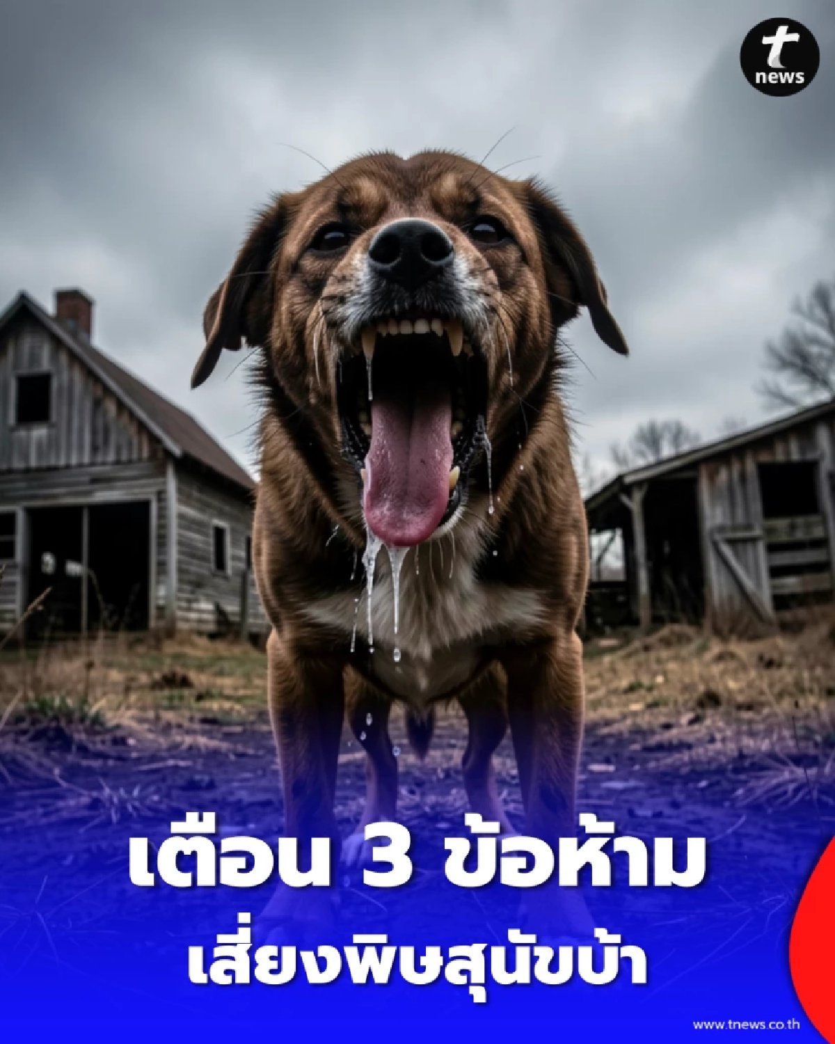 เตือนภัย 3 ข้อห้ามทำ เสี่ยงโรคพิษสุนัขบ้า อันตรายถึงชีวิต